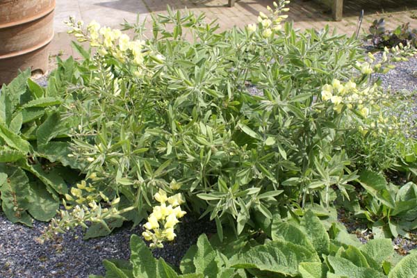 Baptisia bracteata var leucophaea