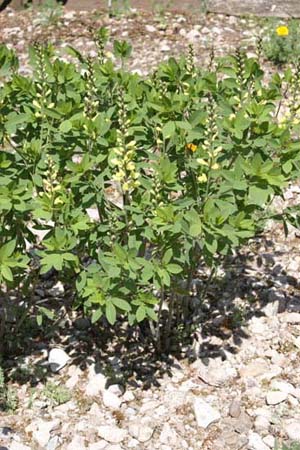 Baptisia 'Carolina Moonlight'