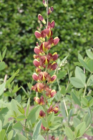 Baptisia 'Chocolate Chip'