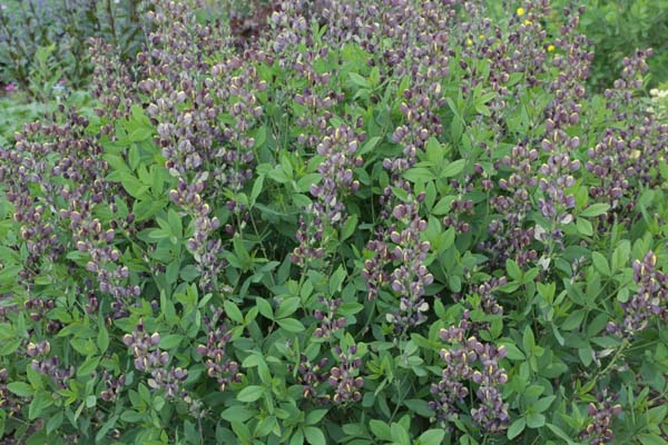 Baptisia 'Chocolate Chip'