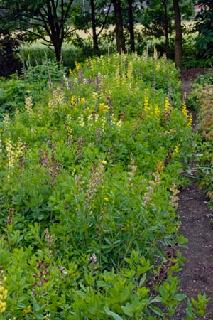 Baptisia hybriden