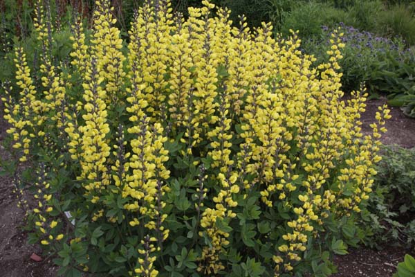 Baptisia 'Solar Flare'