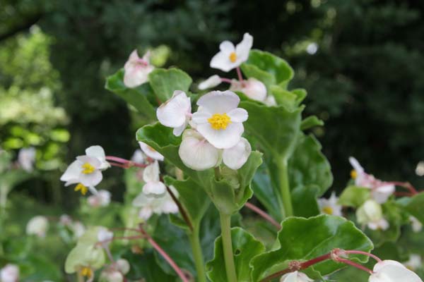 Begonia cucullata var. arenosicola