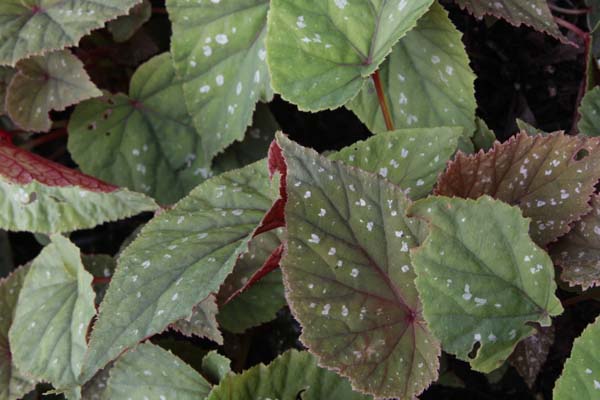 Begonia grandis 'Sparkle and Shine'