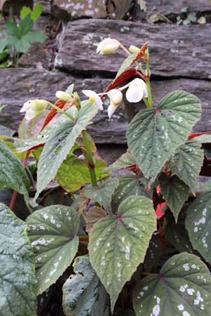 Begonia grandis 'Sparkle and Shine'