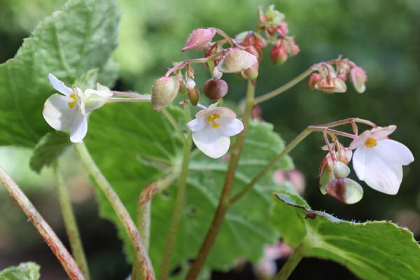 Begonia labordei W/O-9079