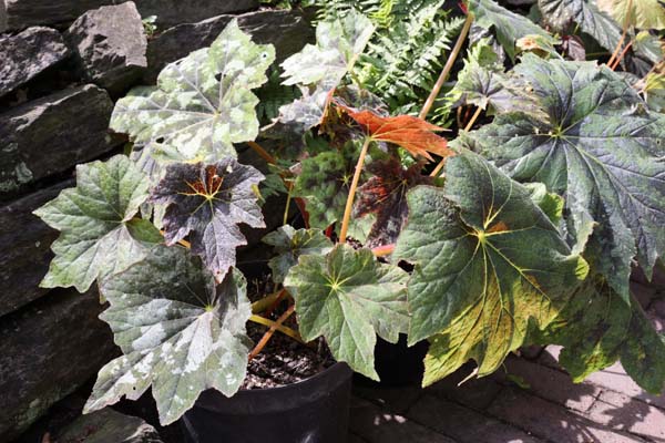 Begonia taliensis W/O-8043-9083