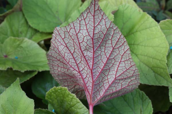 Begonia 'Torsa'