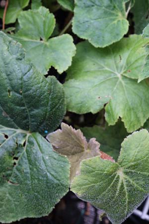 Begonia sp. W/O-9081