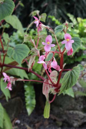 Begonia sp. W/O-7059