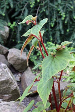 Begonia sp. W/O-7059