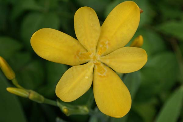 Belamcanda flabellata 'Hello Yellow'