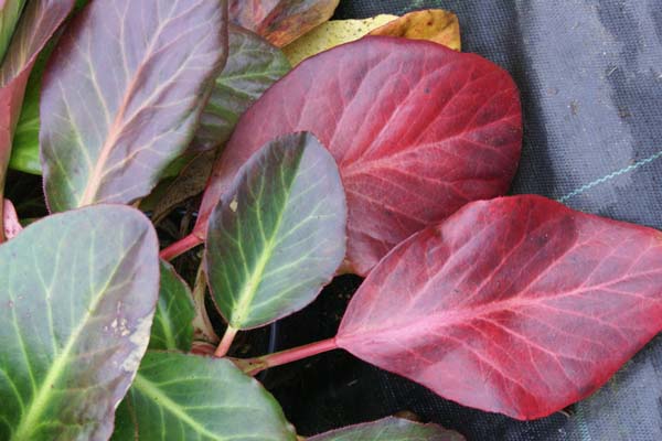 Bergenia 'Bressingham Salmon'