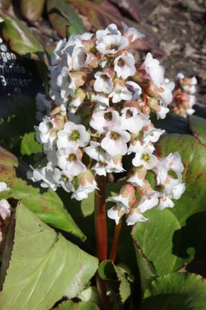 Bergenia 'Britten'