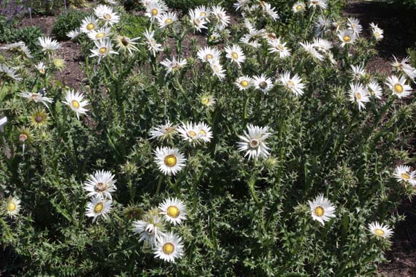 Berkheya cirsifolia