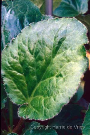 Bergenia cyanea