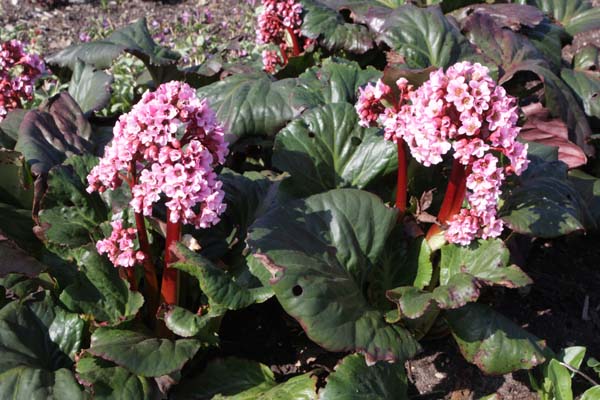 Bergenia 'XXL'