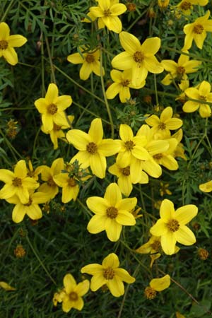 Bidens