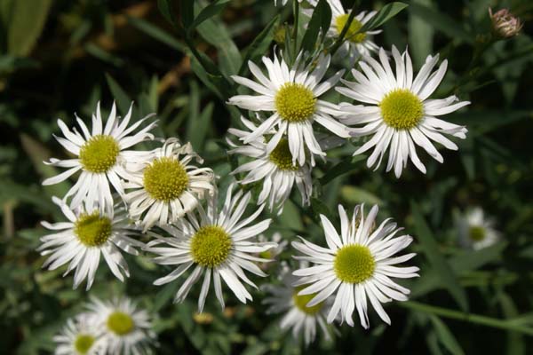 Boltonia asteroides latisquama 'Snowbank'