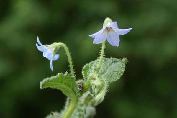 Borago pygmaea (laxiflora)