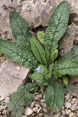 Borago pygmaea (laxiflora)