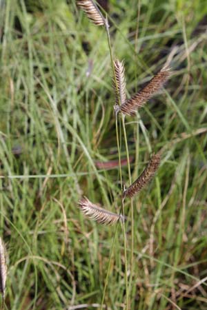 Bouteloua gracilis