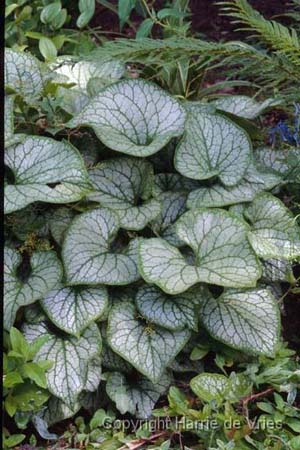 Brunnera macrophylla 'Jack Frost'