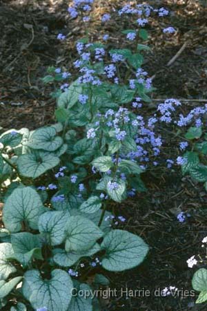 Brunnera macrophylla 'Jack Frost'