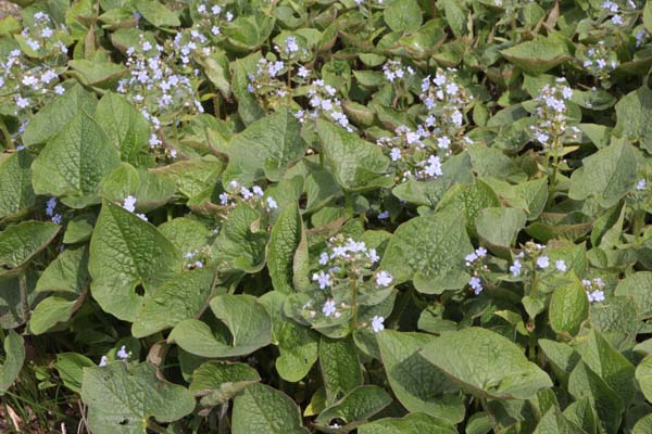 Brunnera sibirica