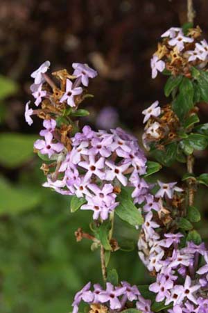 Buddleja alternifolia 'Argentea'