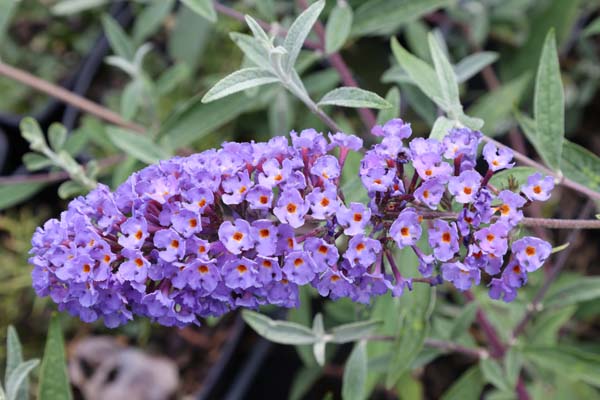 Buddleja davidii 'Indigo'