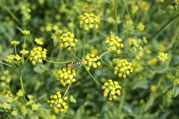 Bupleurum falcatum