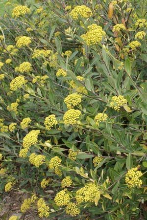 Bupleurum fruticosum