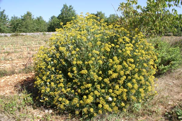 Bupleurum fruticosum