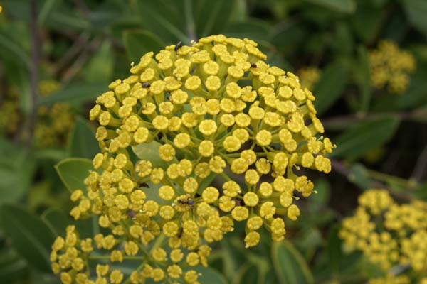 Bupleurum fruticosum