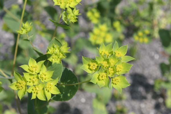 Bupleurum griffithii