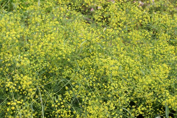 Bupleurum griffithii