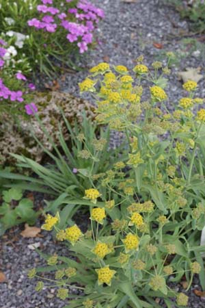 Bupleurum ranunculoides