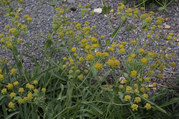 Bupleurum ranunculoides