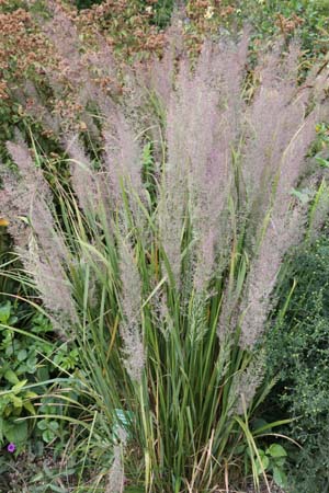 Calamagrostis brachytricha