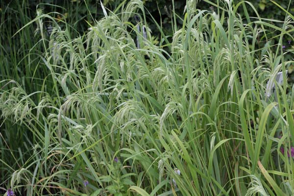 Calamagrostis emodensis