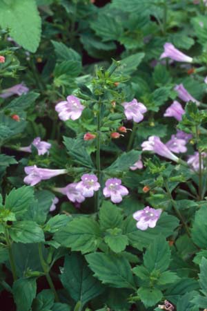 Calamintha grandiflora