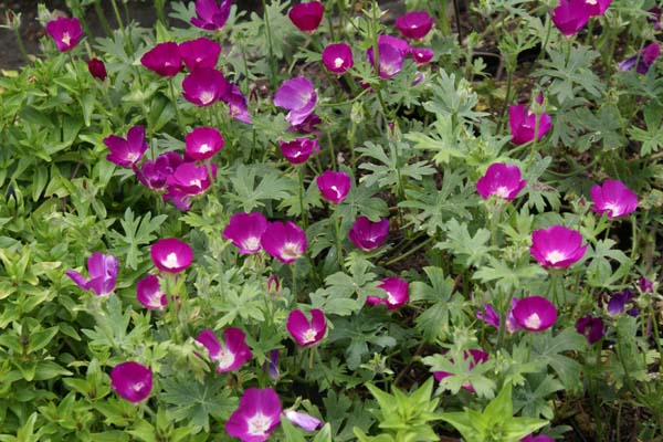 Callirhoe involucrata