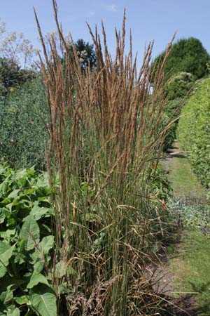 Calamagrostis x acutiflora 'England'