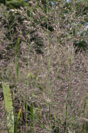 Calamagrostis sp. (coll. Korea)