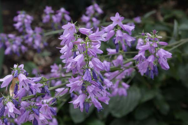 Campanula bononiensis