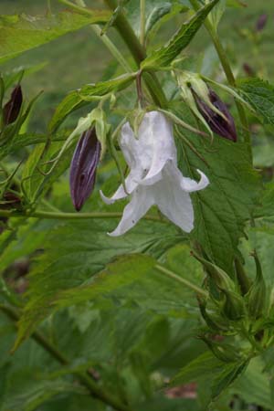 Campanula x 'Crystal'