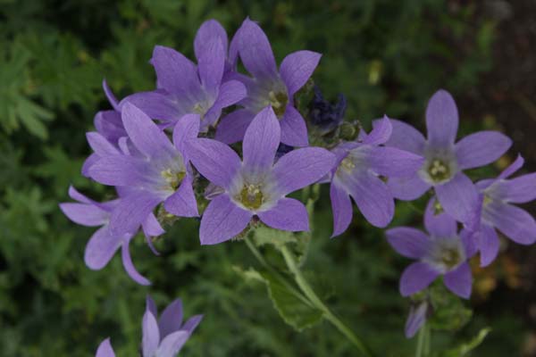 Campanula lactiflora 'Dixter Presence'