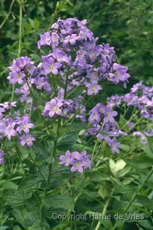 Campanula lactiflora 'Prichard Variety'