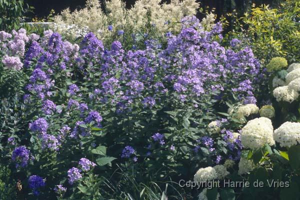 Campanula lactiflora 'Prichard Variety'